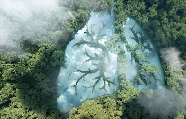 COPD triggers image of lungs trees and smoke
