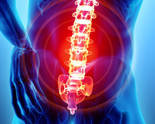 Illustration of a spine