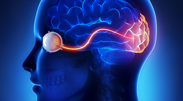 Artistic rendering of eye's connection to the brain