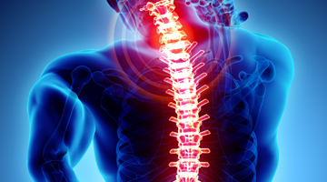 illustration of human spine
