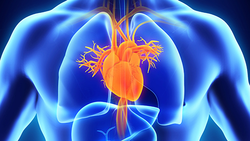 Heart diagram in chest