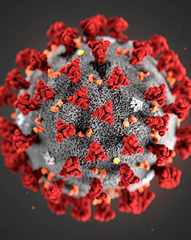 COVID Transplant Patients